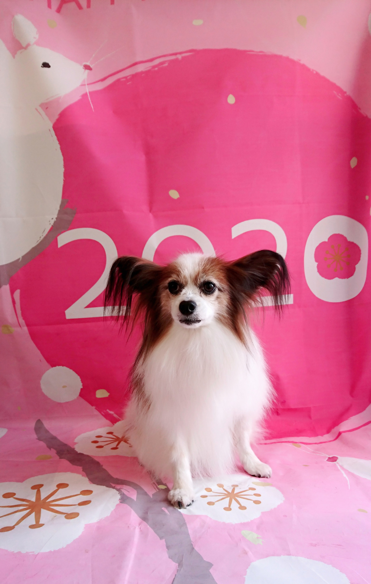 パピヨンのチップちゃん グルーミングコース 部分カット