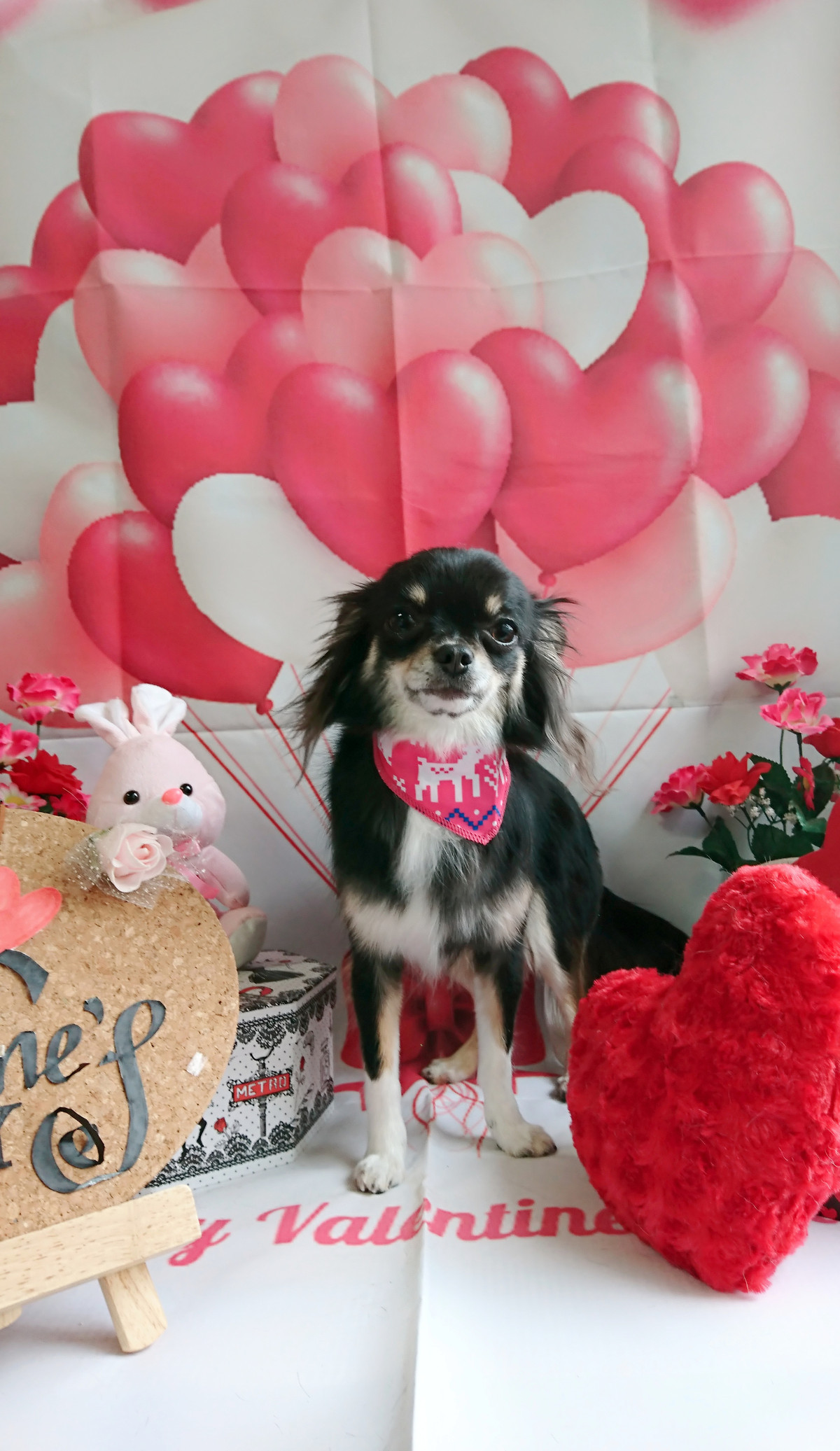 チワワのチョコちゃん グルーミングコース 部分カット