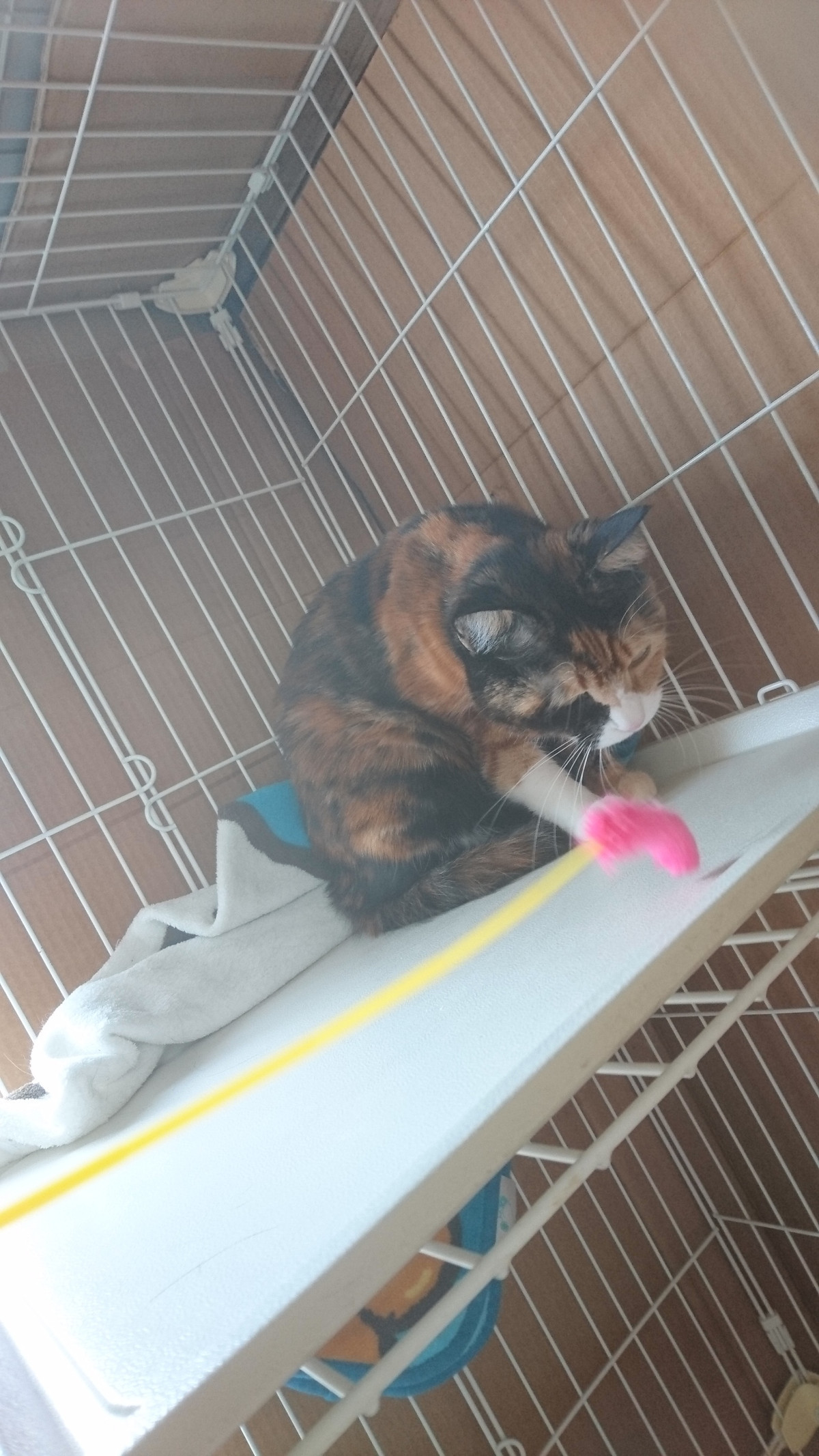 猫のナンちゃん お泊まりの様子