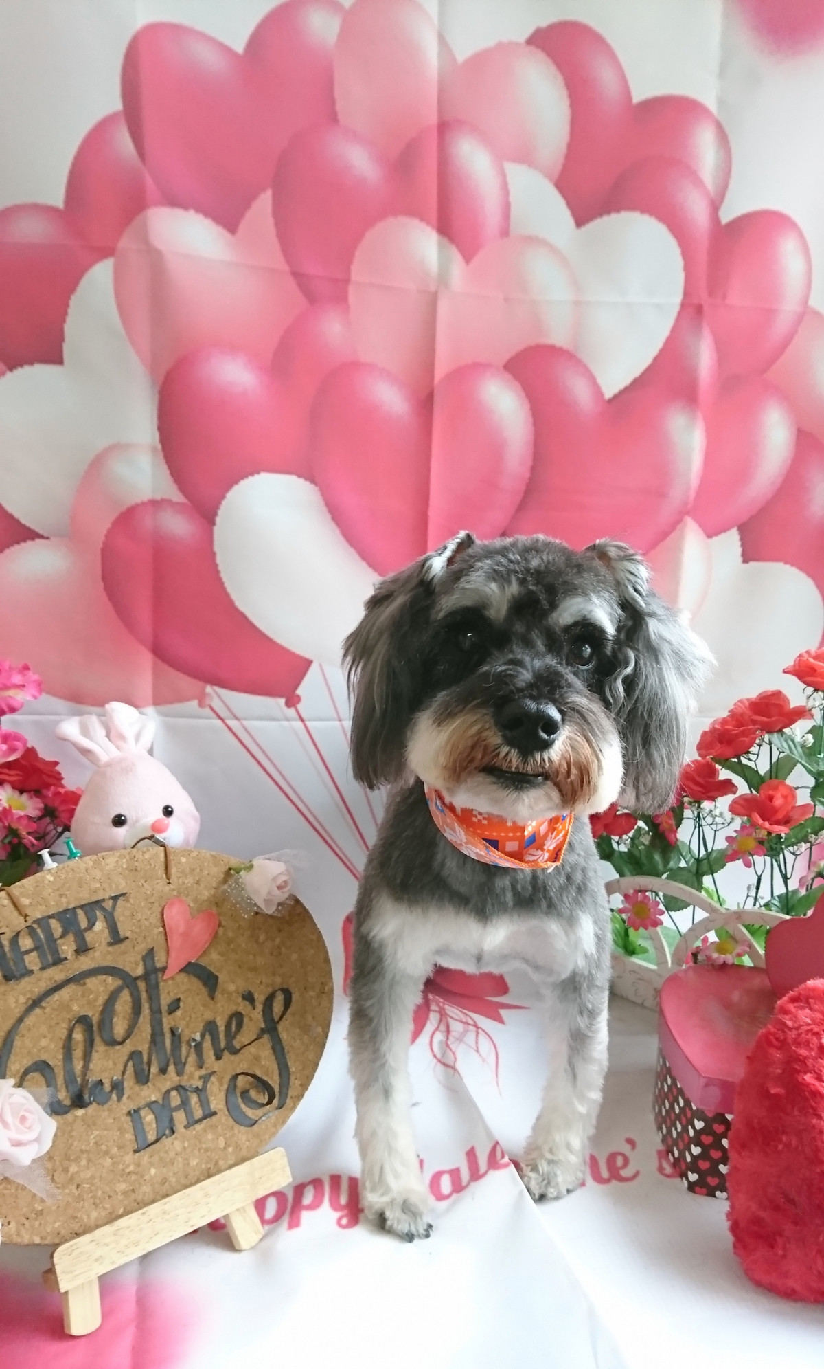 シュナウザーのそらまめちゃん&だいふくちゃん トリミングコース ハーブパック デンタル