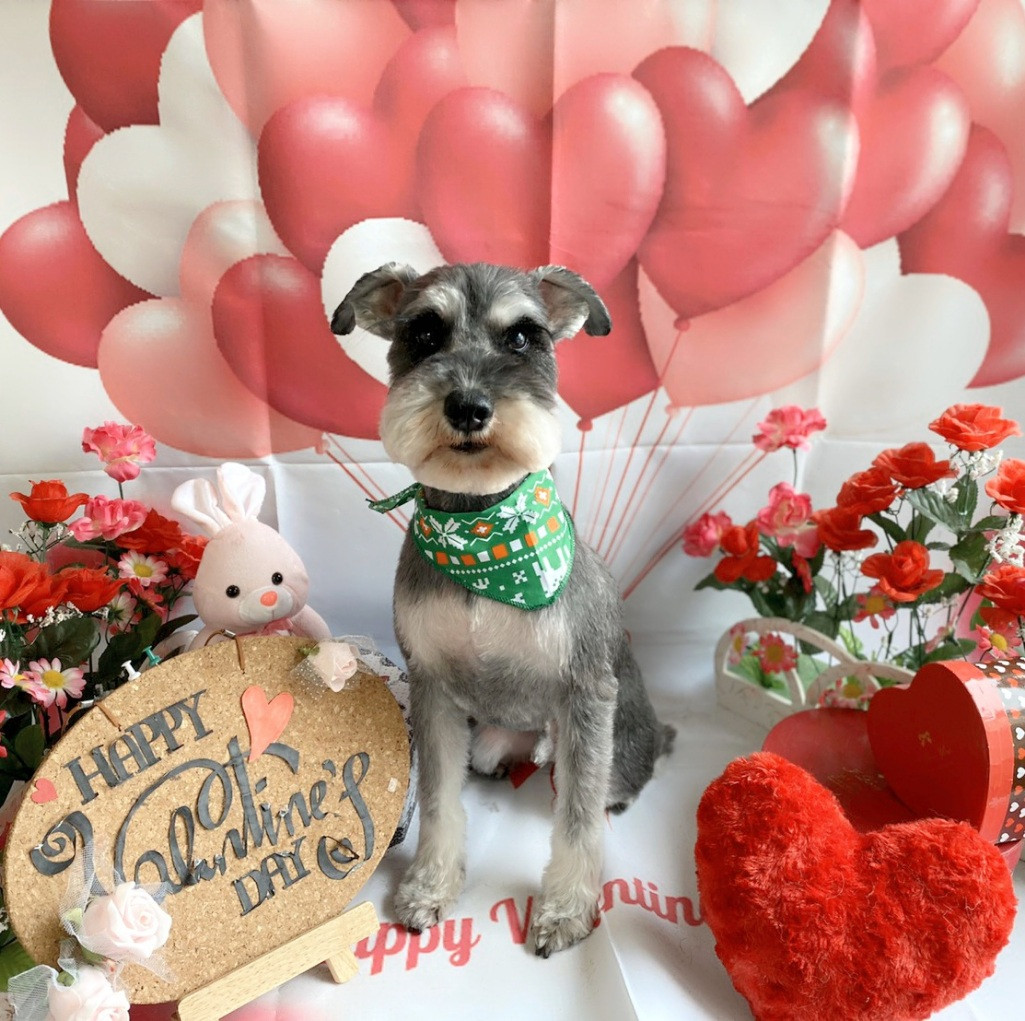 シュナウザーのそらまめちゃん&だいふくちゃん トリミングコース ハーブパック デンタル