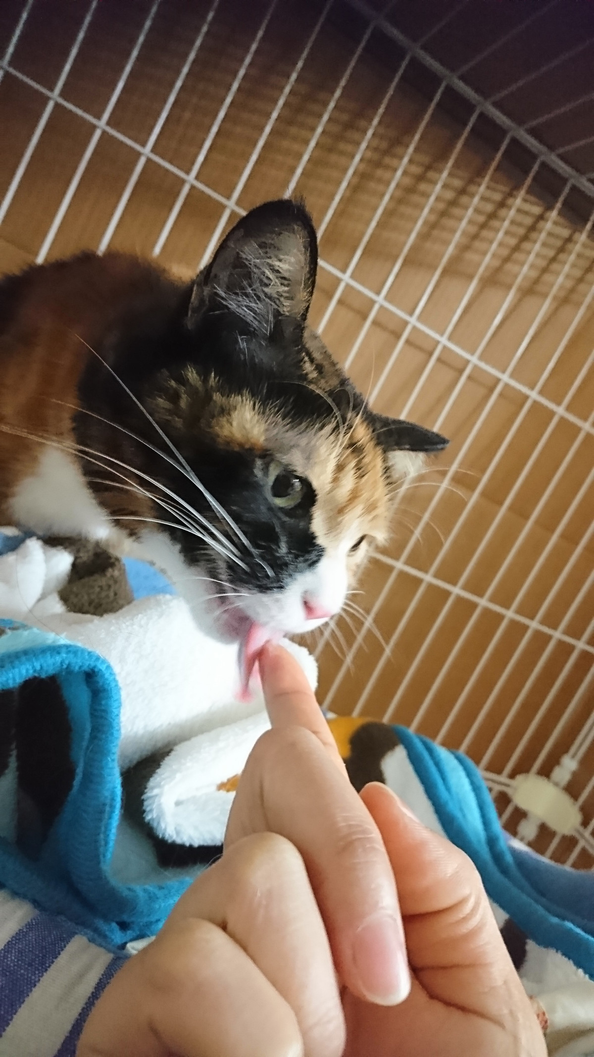 猫のナンちゃん お泊まりの様子
