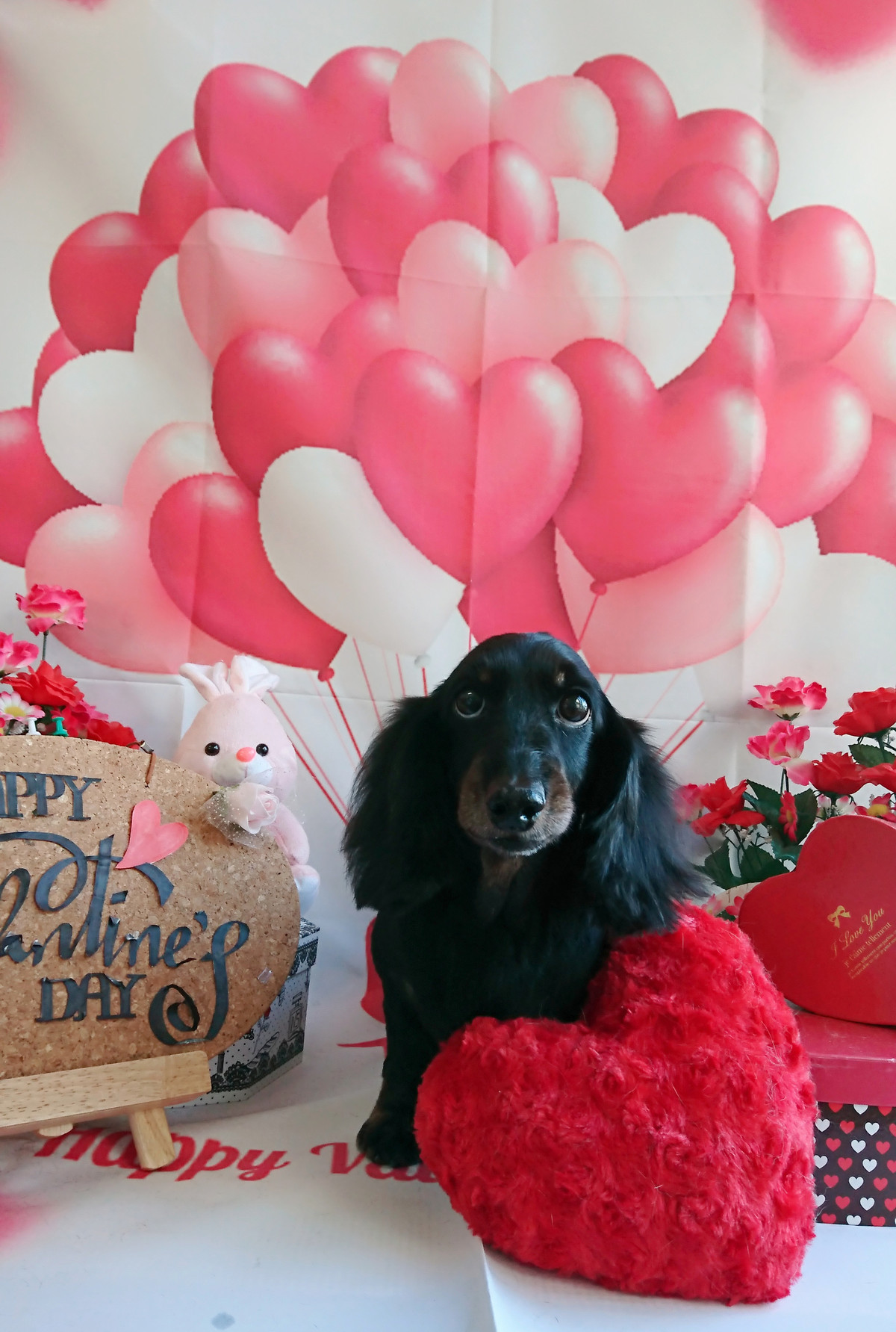 ダックスのすももちゃん トリミングコース