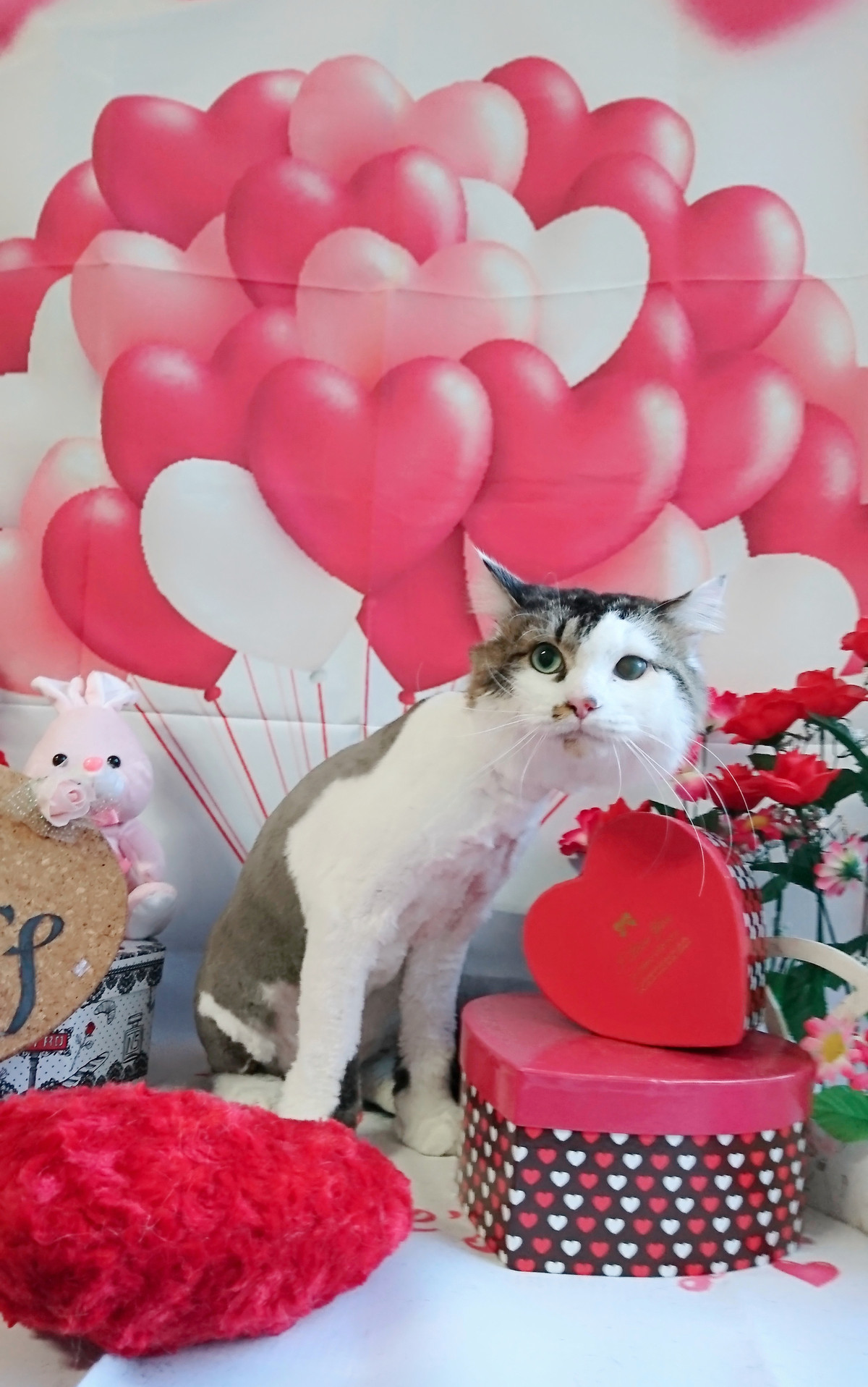 猫の十兵衛ちゃん トリミングコース