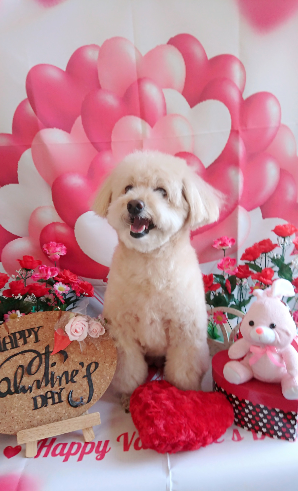 MIXのこはくちゃん シャンプーコース