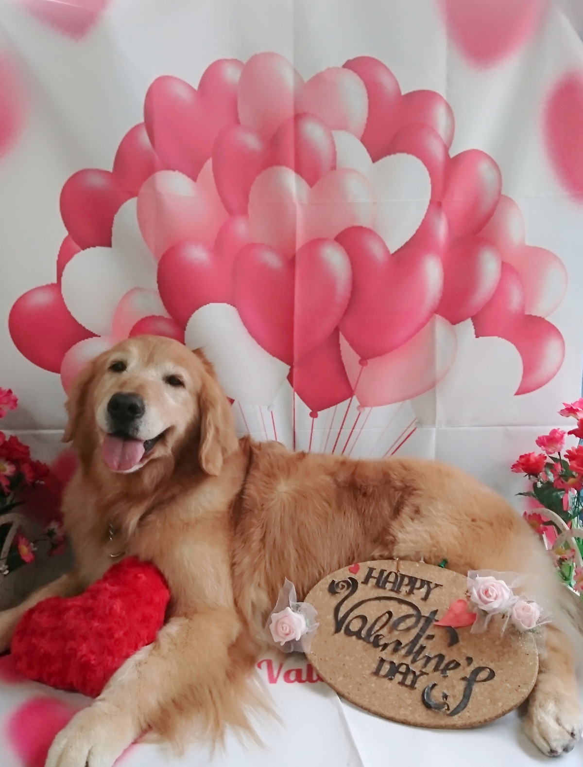 ゴールデンのマルちゃん グルーミングコース