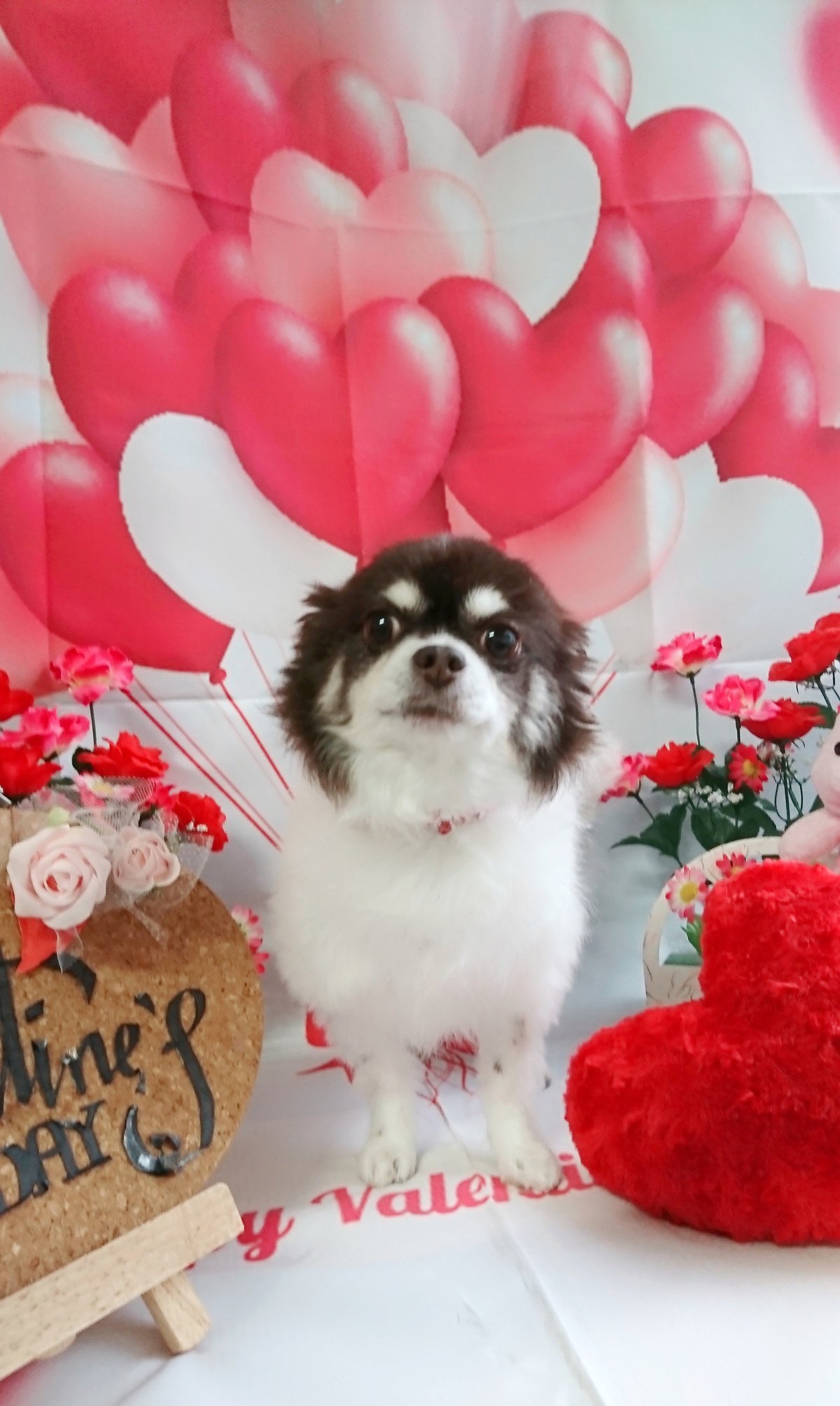 チワワのチョコちゃん グルーミングコース