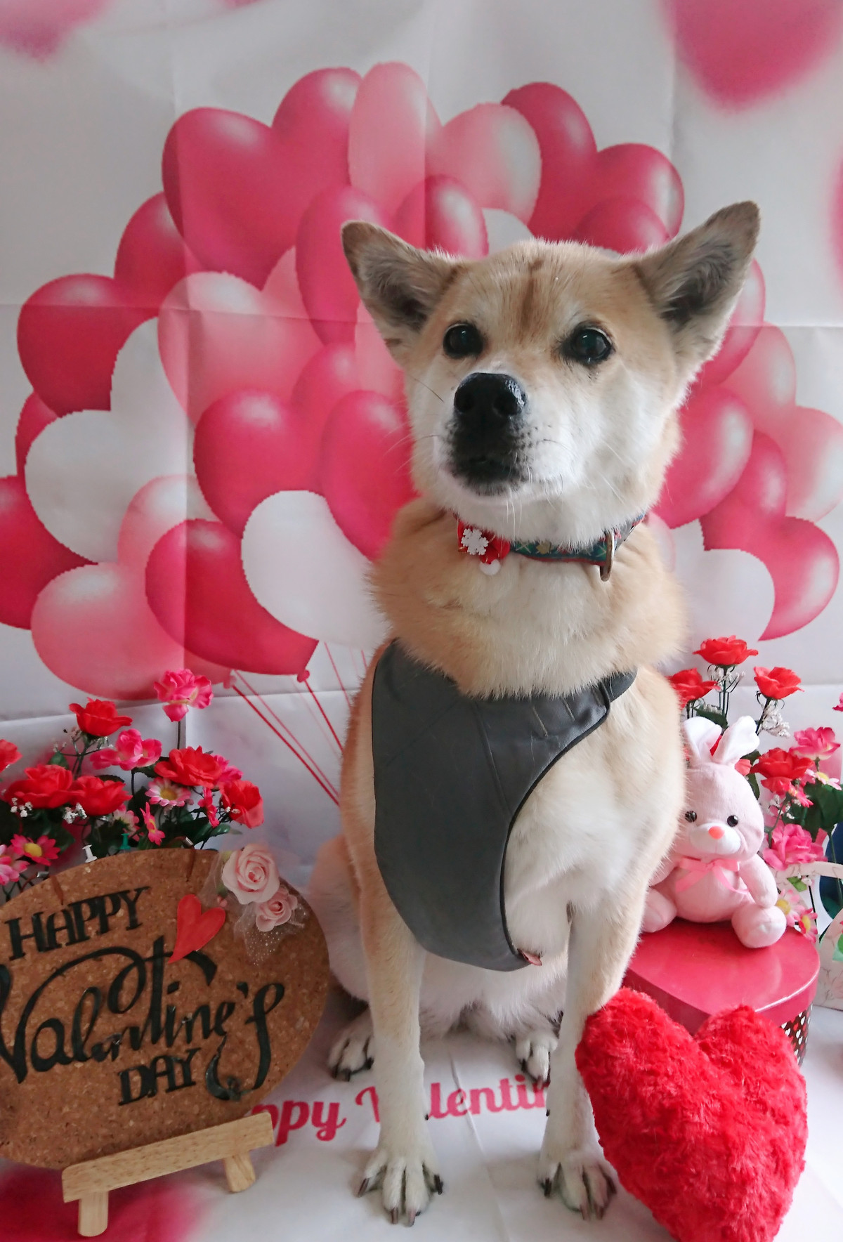 MIXのチョコちゃん シャンプーコース お爪切り