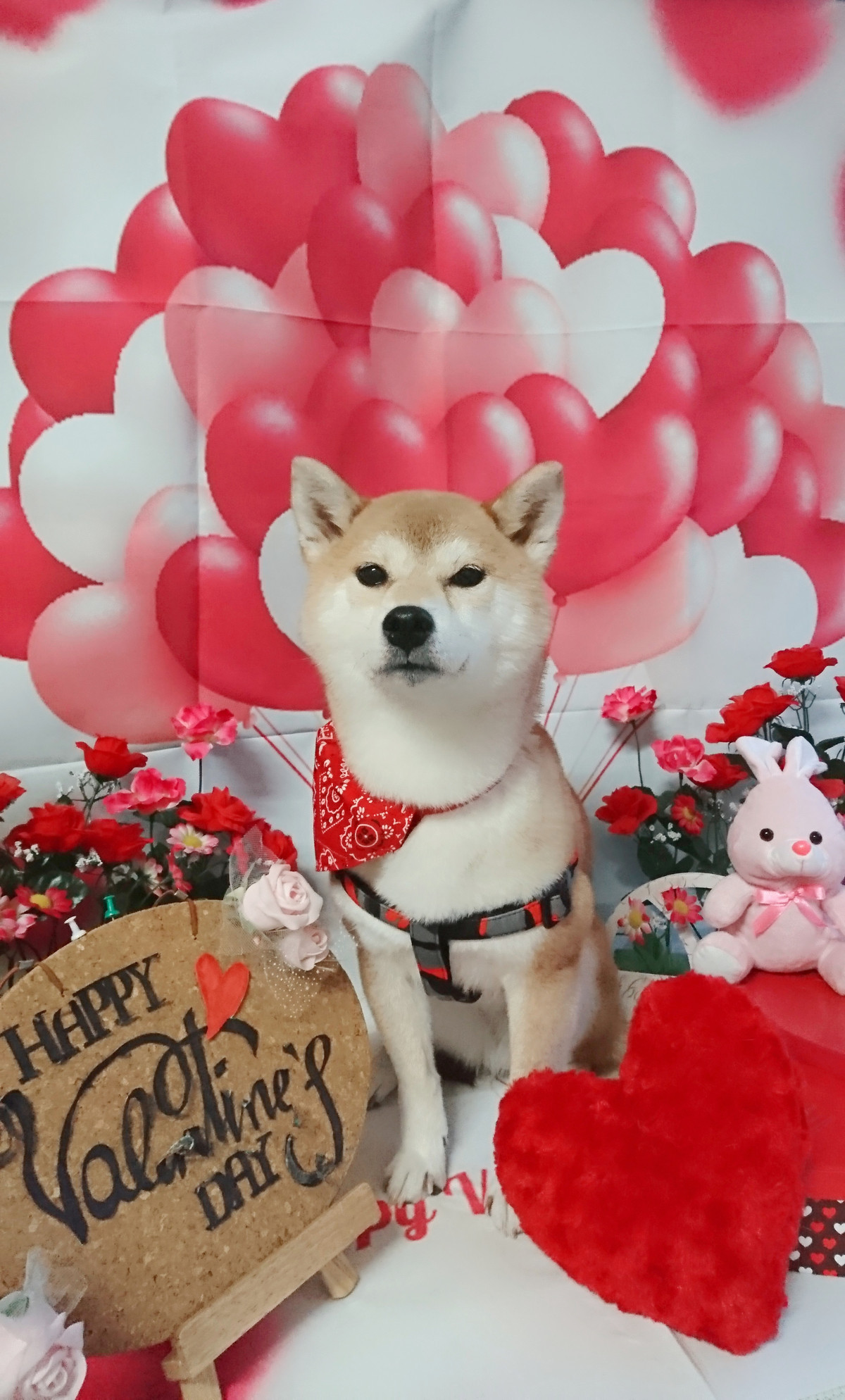 柴のさくらちゃん シャンプーコース お爪切り