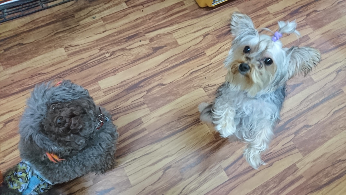 マルチーズ×ヨーキーのちくわちゃん お泊まりの様子