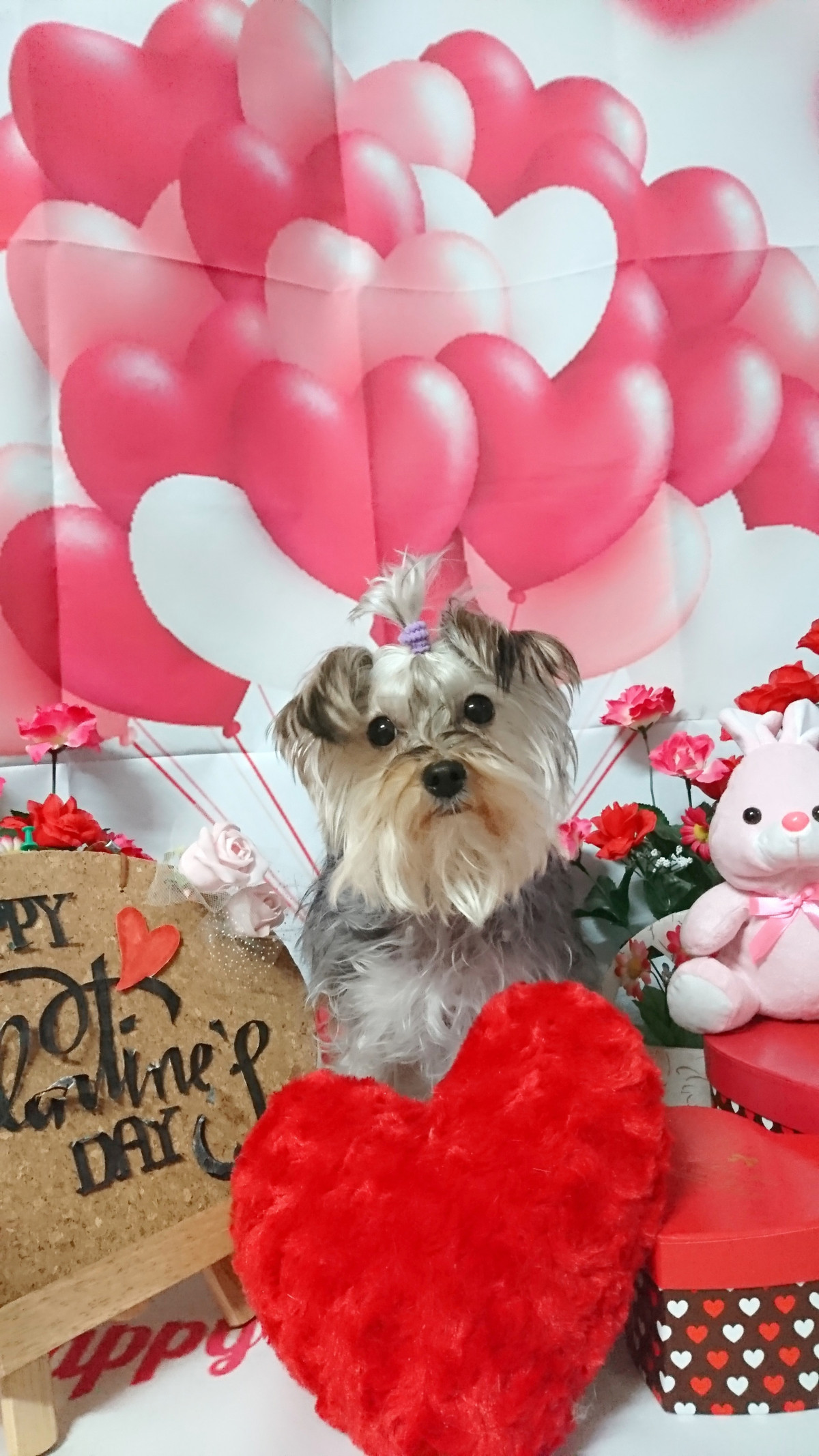 マルチーズ×ヨーキーのちくわちゃん お爪切り