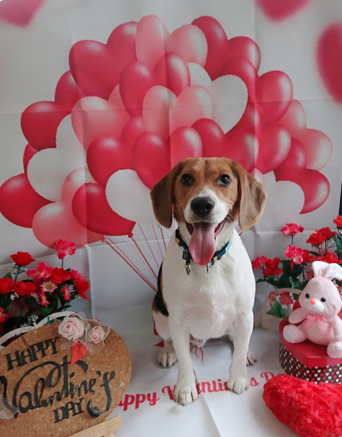 ビーグルのコロちゃん グルーミングコース