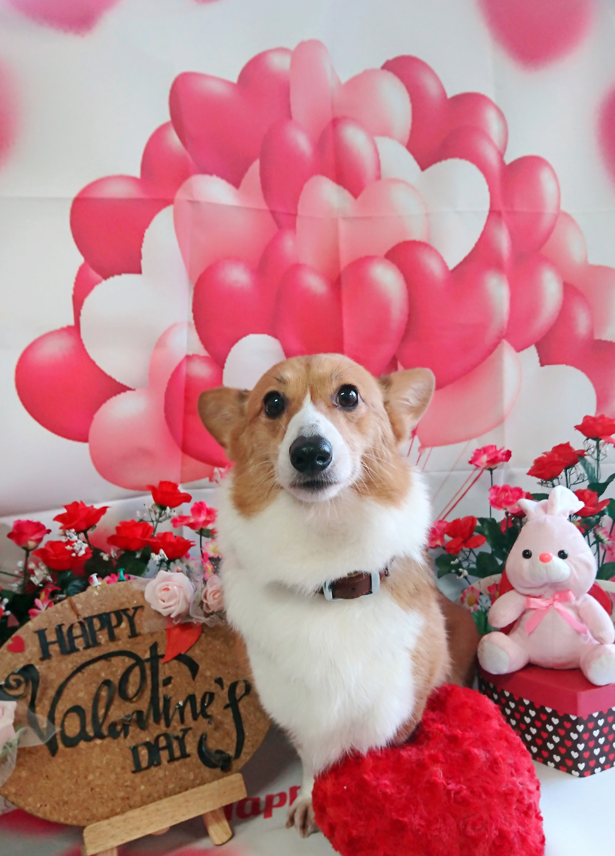 コーギーのりんちゃん グルーミングコース 部分カット