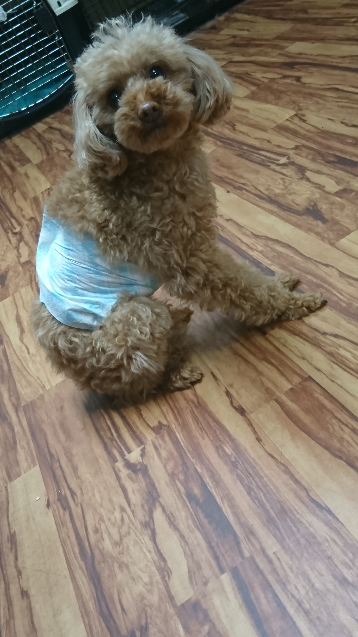 プードルのジョンちゃん お泊まりの様子