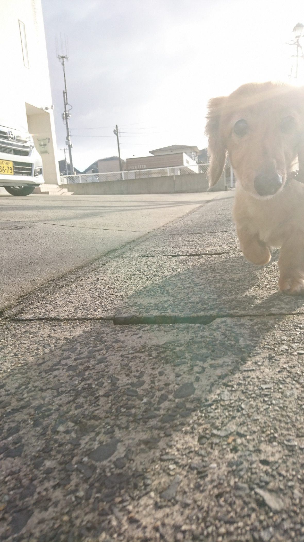 ダックスのレオちゃん&ラクちゃん お泊まりの様子