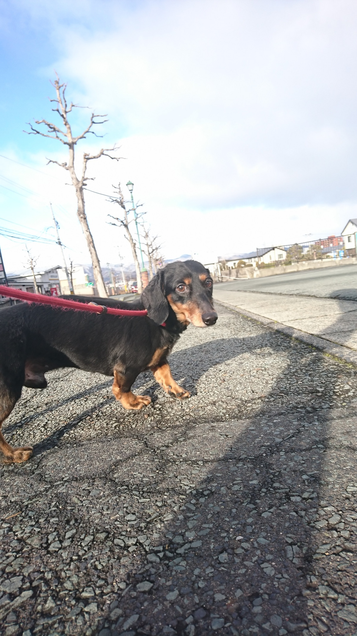 ダックスのレオちゃん&ラクちゃん お泊まりの様子