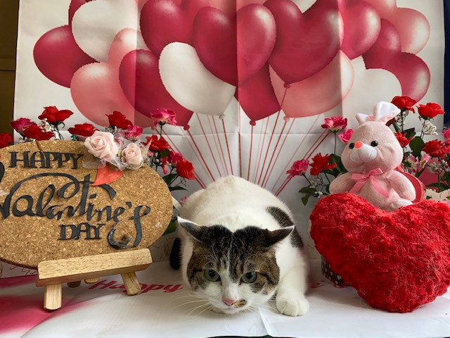 猫 ジヴェルニーちゃん シャンプーコース