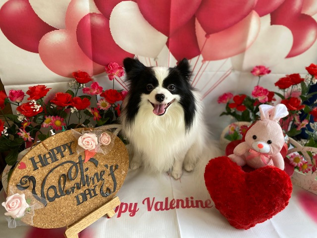 MIX ステラちゃん トリミングコース