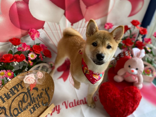 豆柴 サクラちゃん シャンプーコース