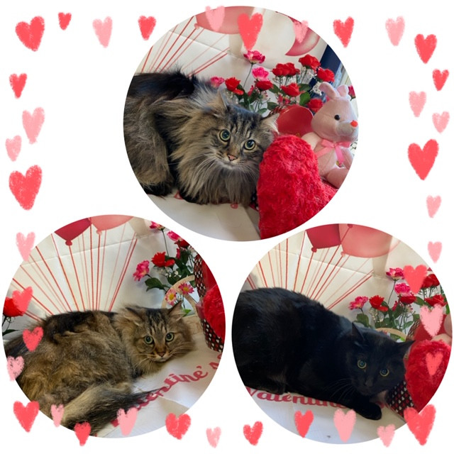 猫 レオンちゃん紫苑ちゃんカノンちゃん お爪切り