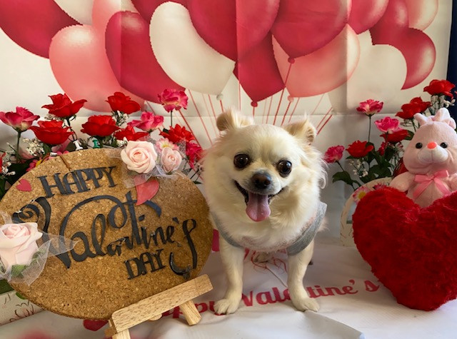 チワワ ジョックちゃん お爪切り