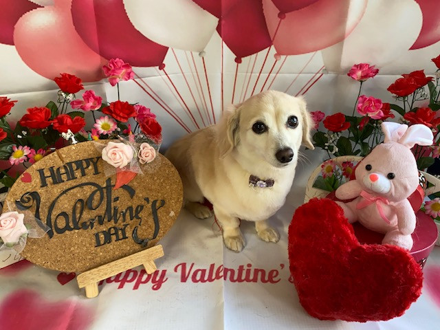 MIX アクアちゃん トリミングコース