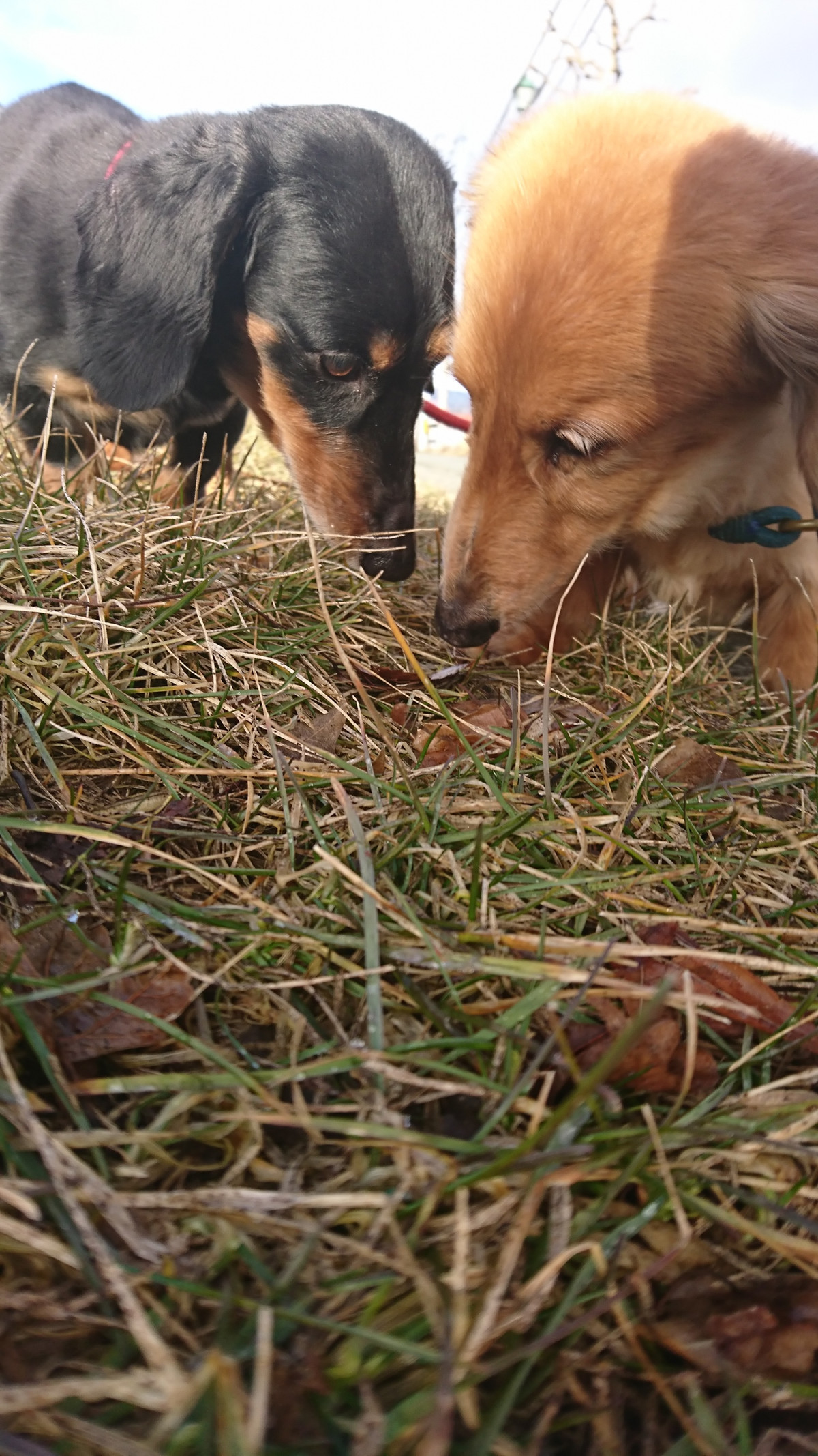 ダックスのレオちゃん&ラクちゃん お泊まりの様子