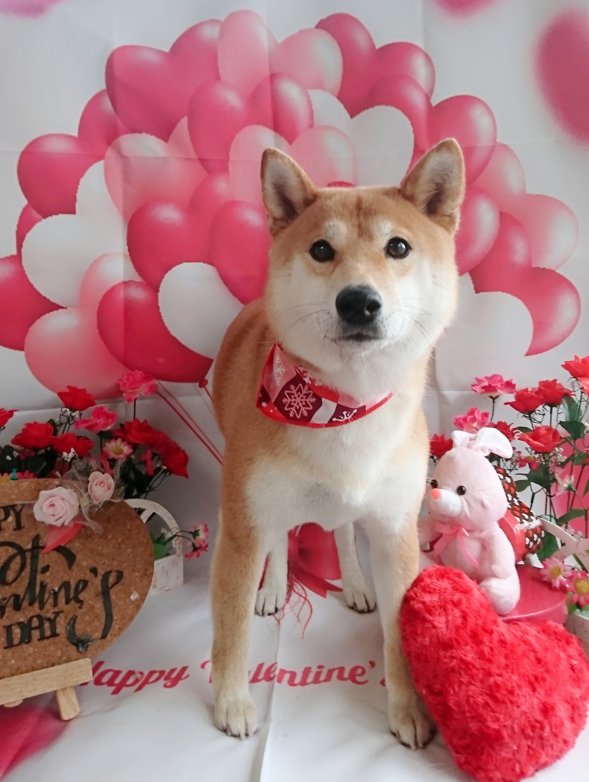 柴のりんちゃん グルーミングコース 部分カット