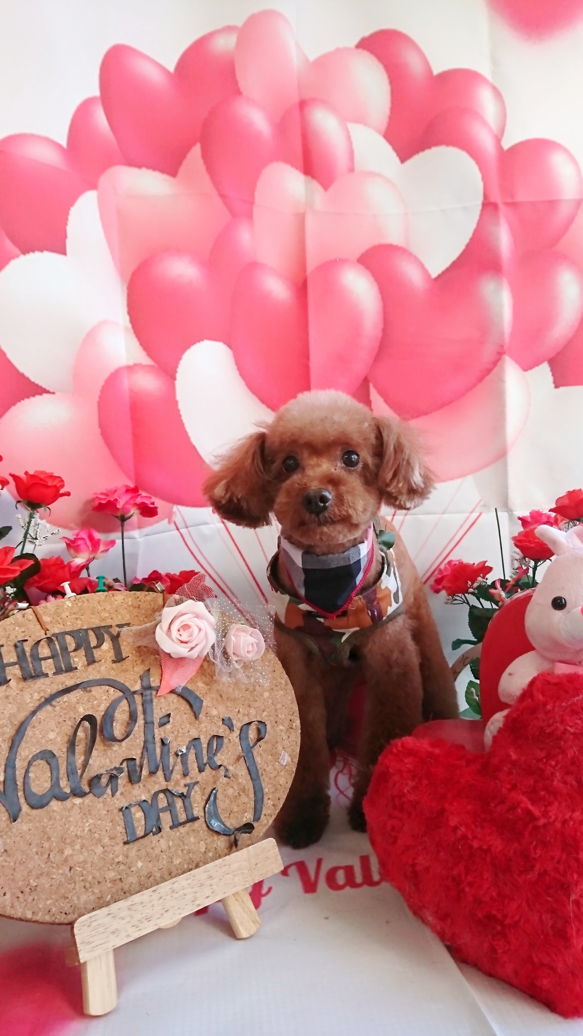 プードルのレオちゃん トリミングコース