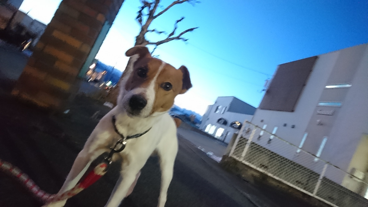 ジャックラッセルのマロンちゃん お泊まりの様子