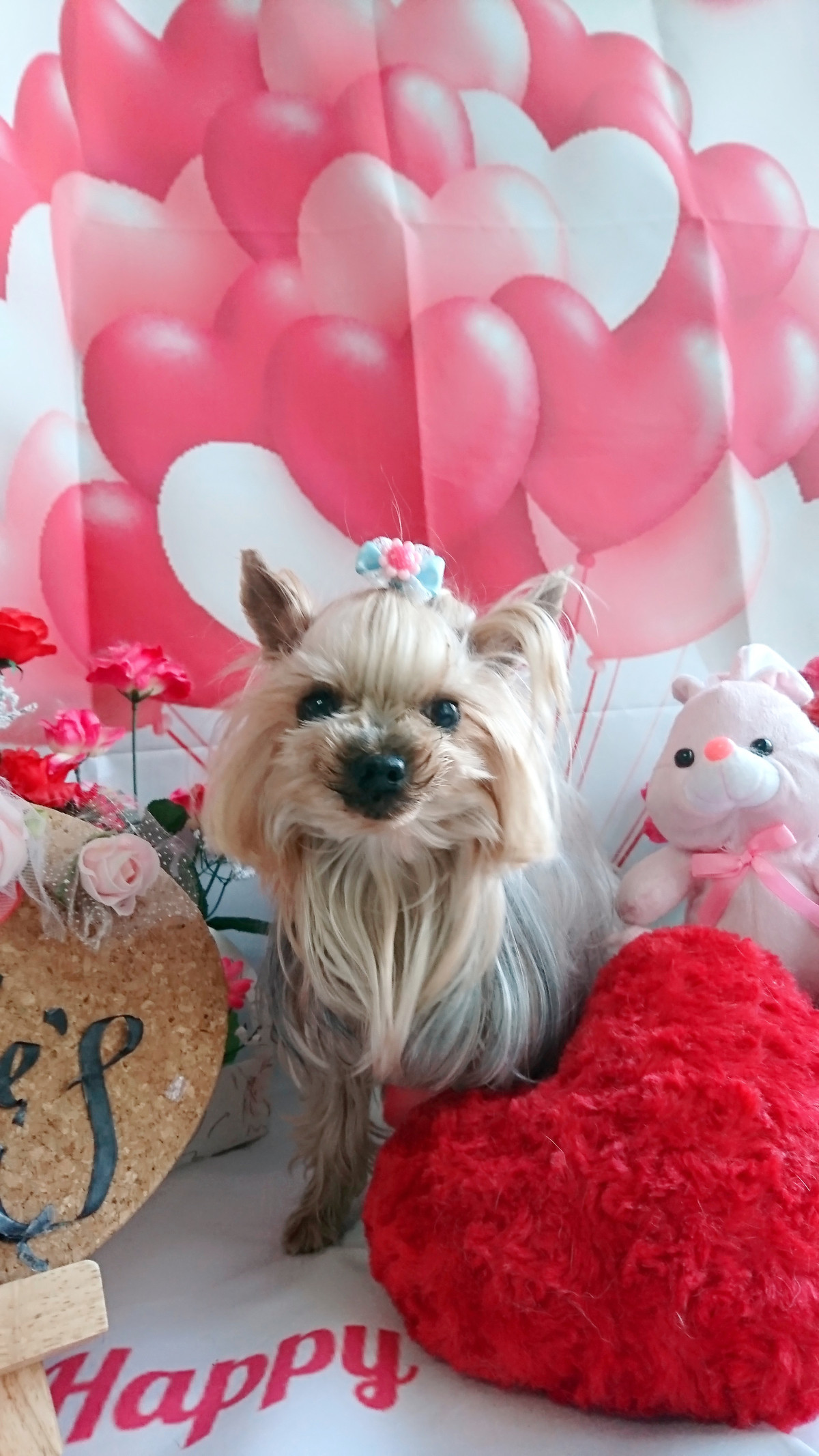 ヨーキーのゆずちゃん お爪切り