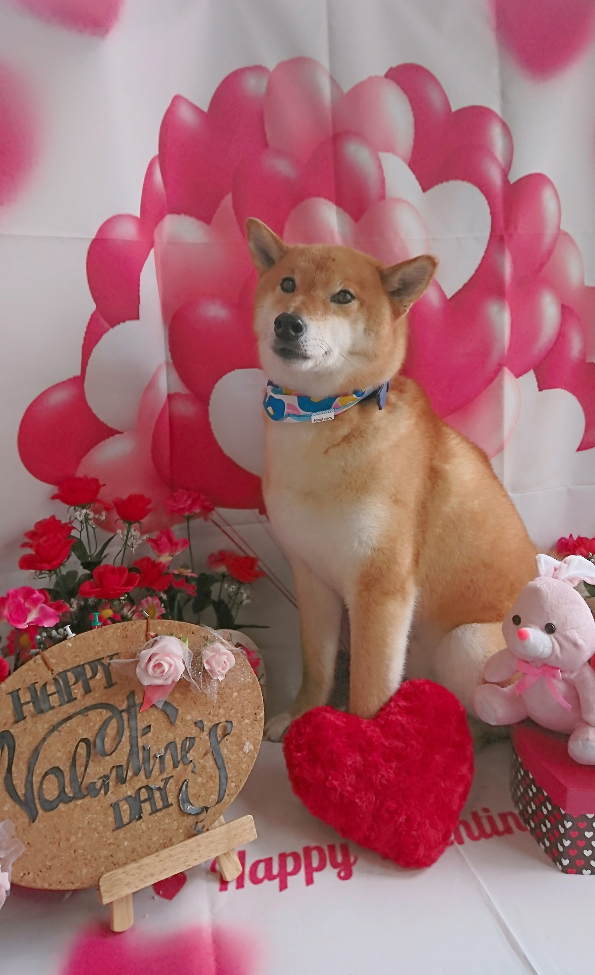 柴の力ちゃん シャンプーコース