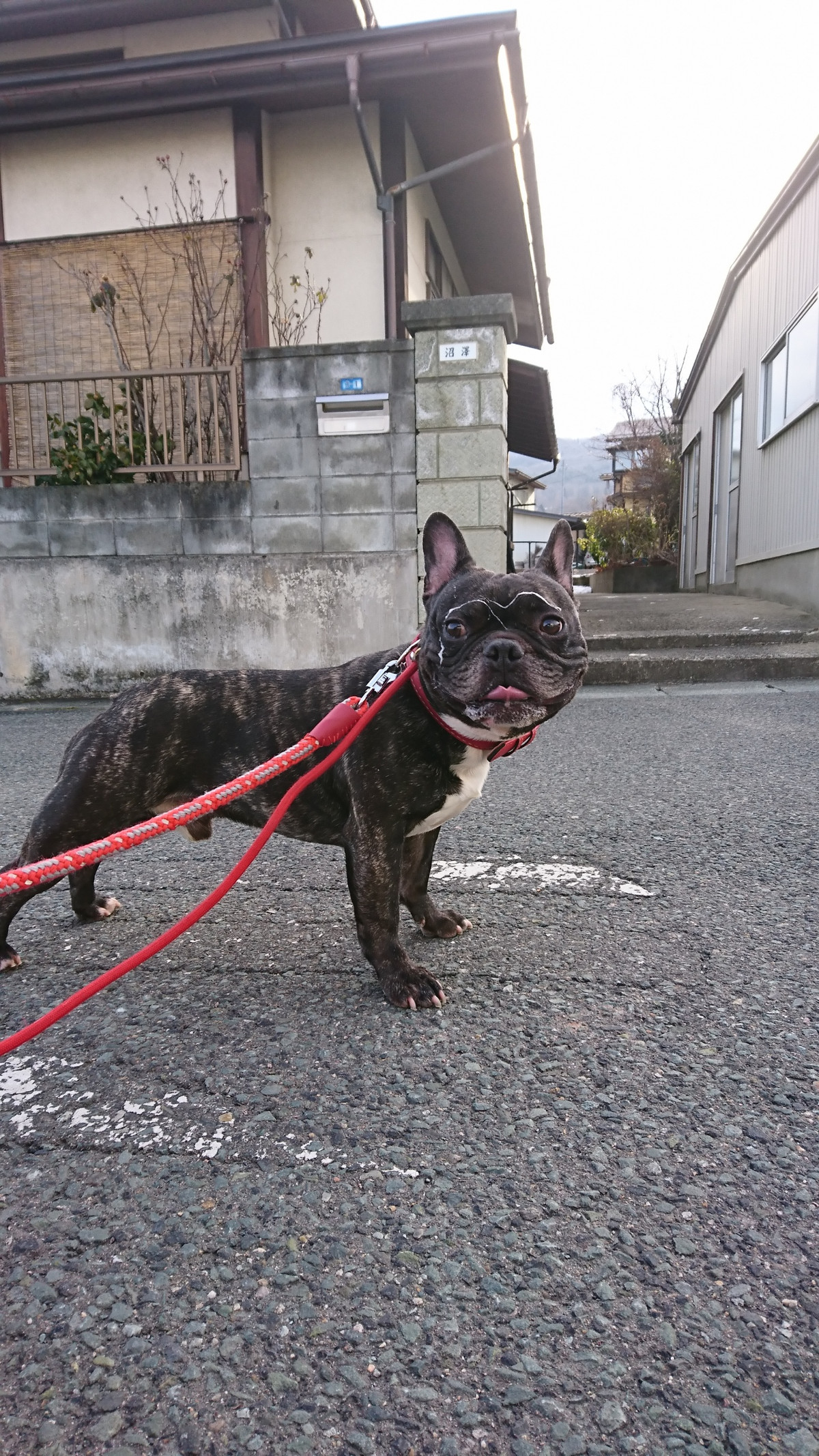 フレブルのゴンちゃん お泊まりの様子