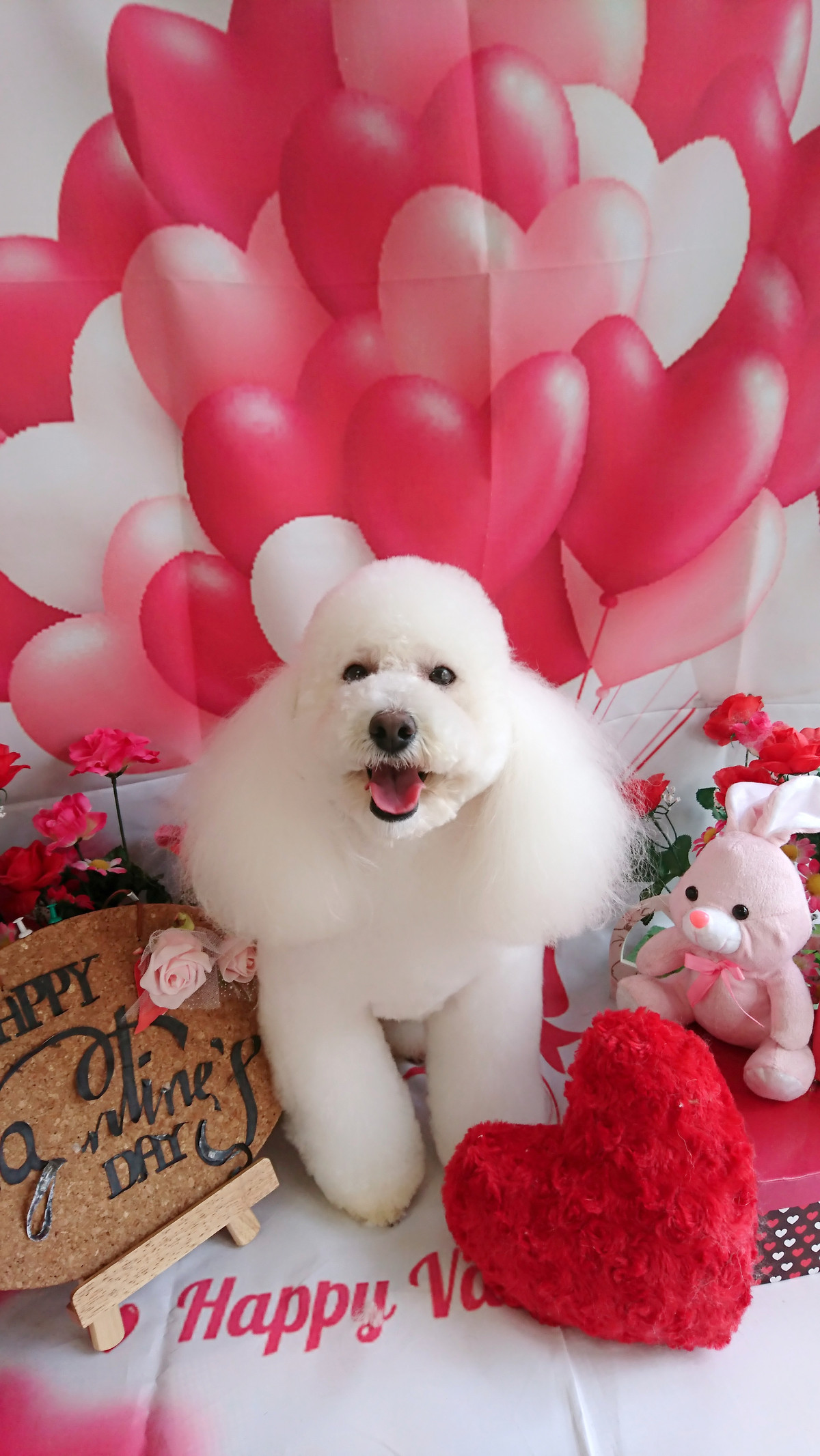 プードルの詩乃ちゃん トリミングコース