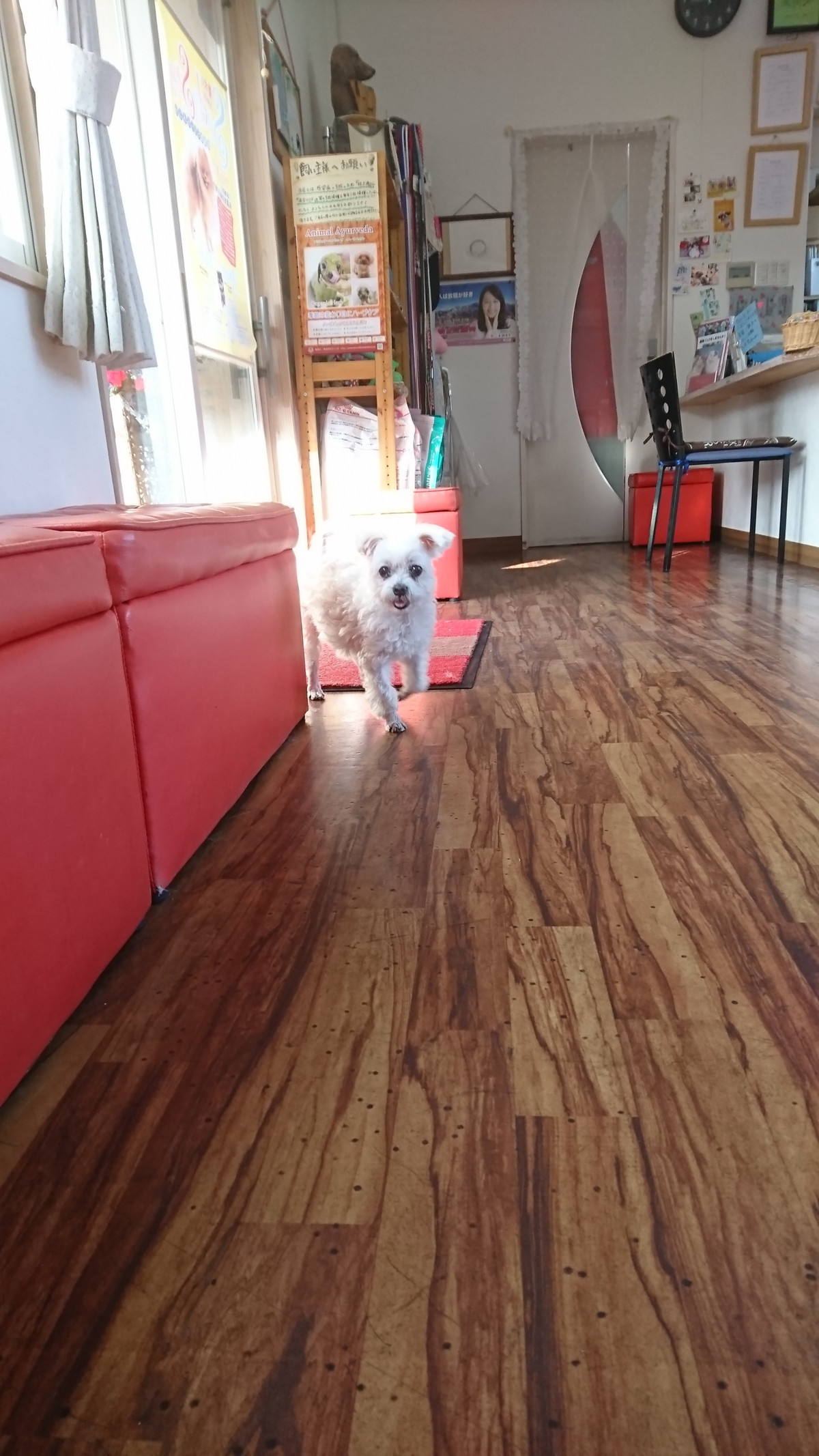 マルチーズのモモちゃん お泊まりの様子