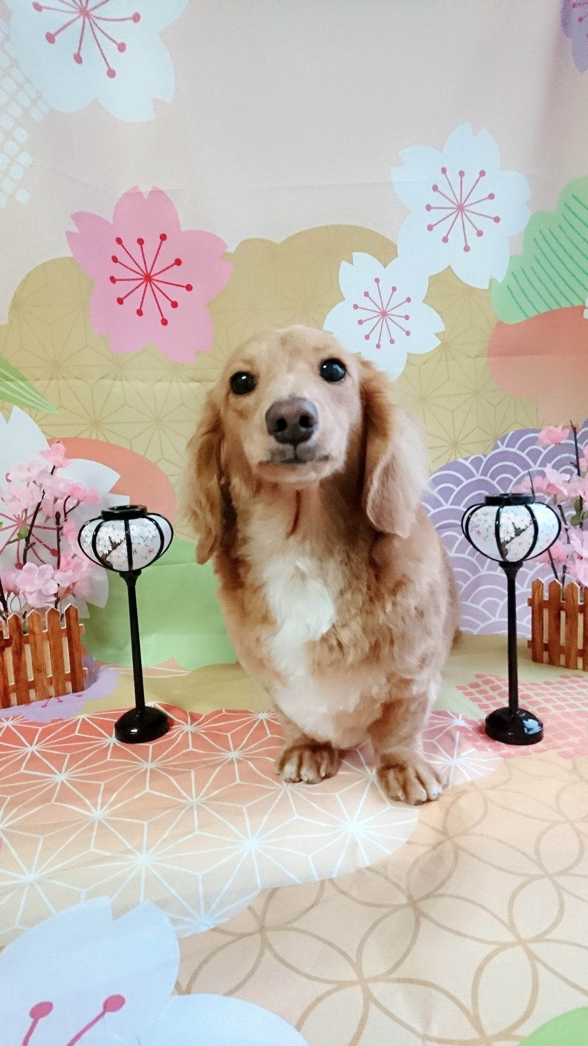 ダックスのモカちゃん トリミングコース