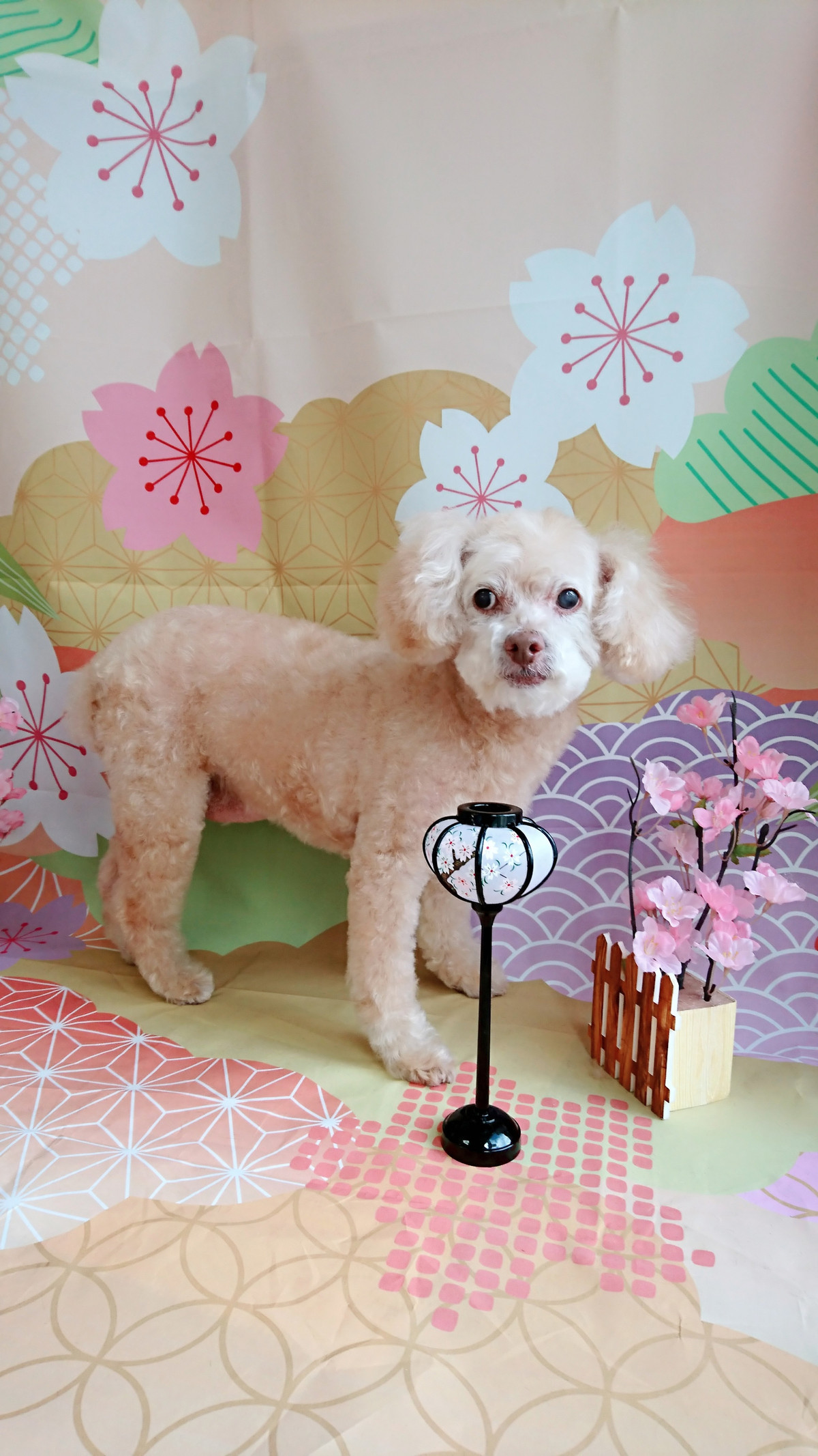 プードルのマロンちゃん トリミングコース