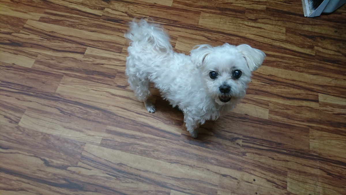 マルチーズのモモちゃん お泊まりの様子