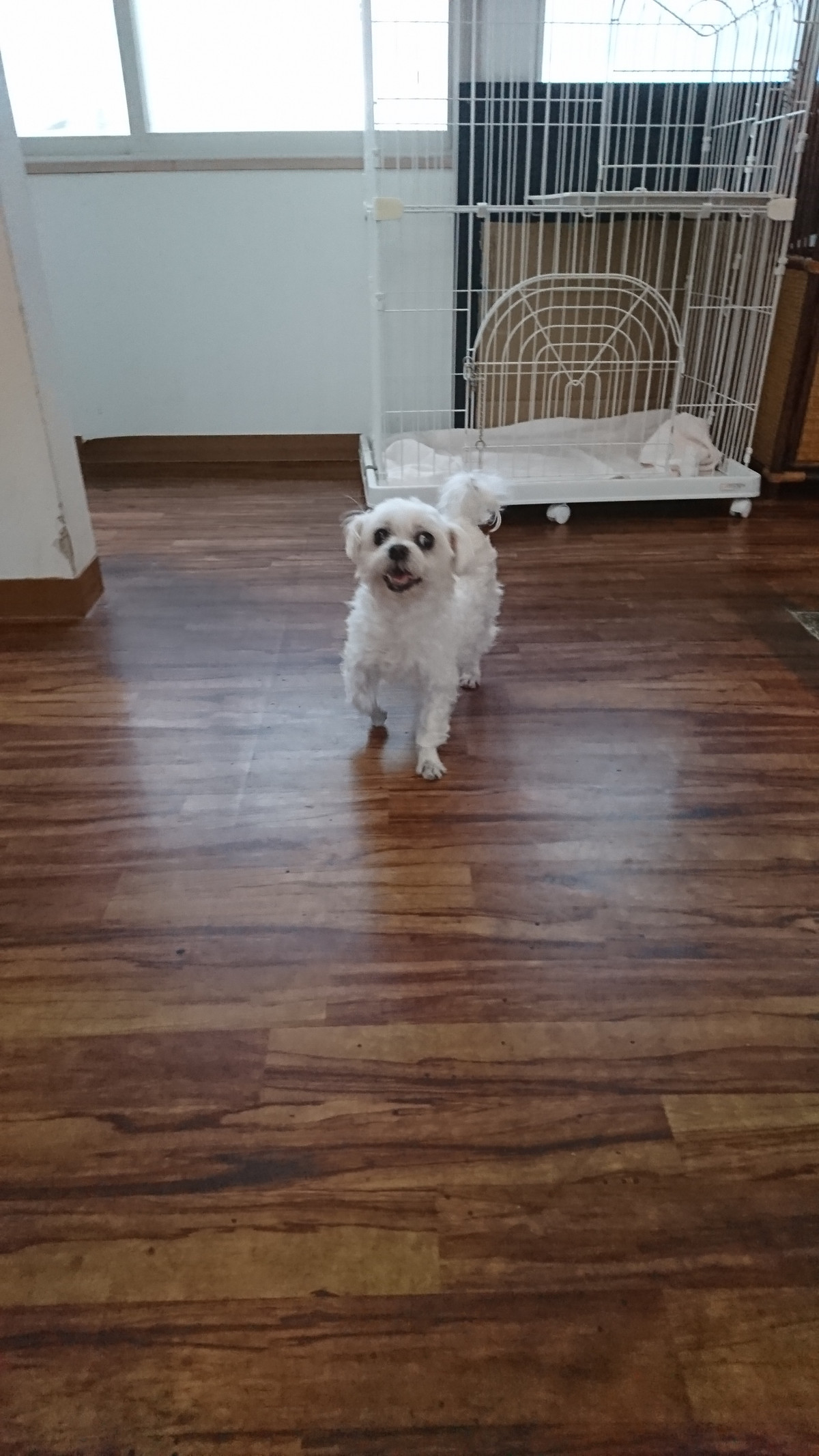 マルチーズのモモちゃん お泊まりの様子