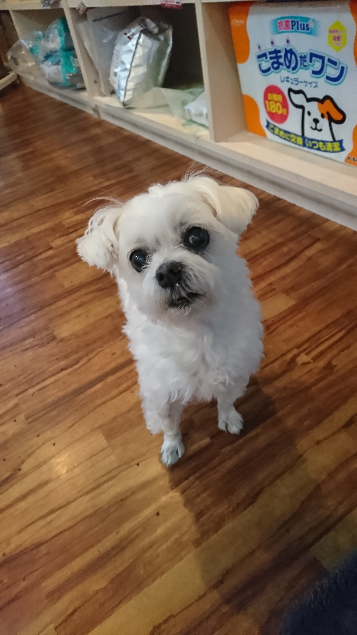 マルチーズのモモちゃん お泊まりの様子