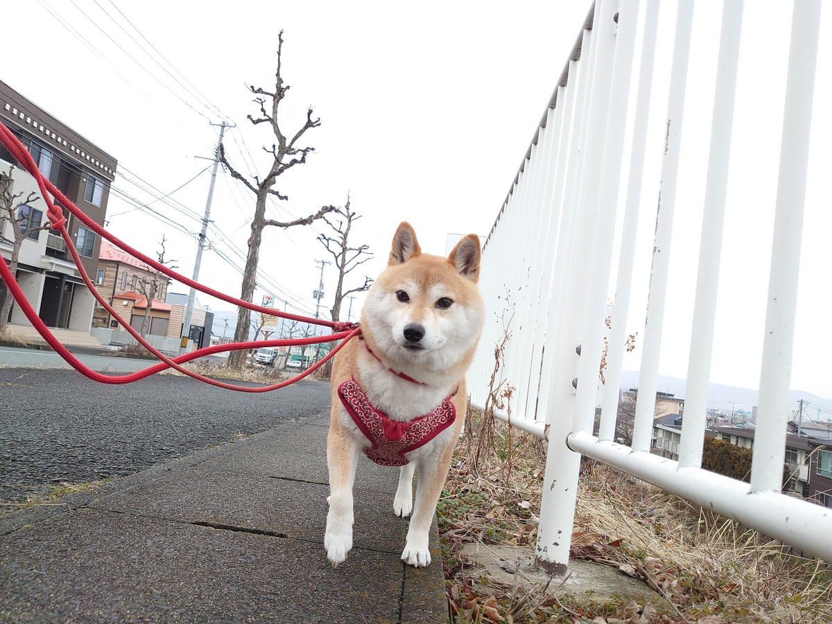 柴のむぎなちゃん お泊まりの様子
