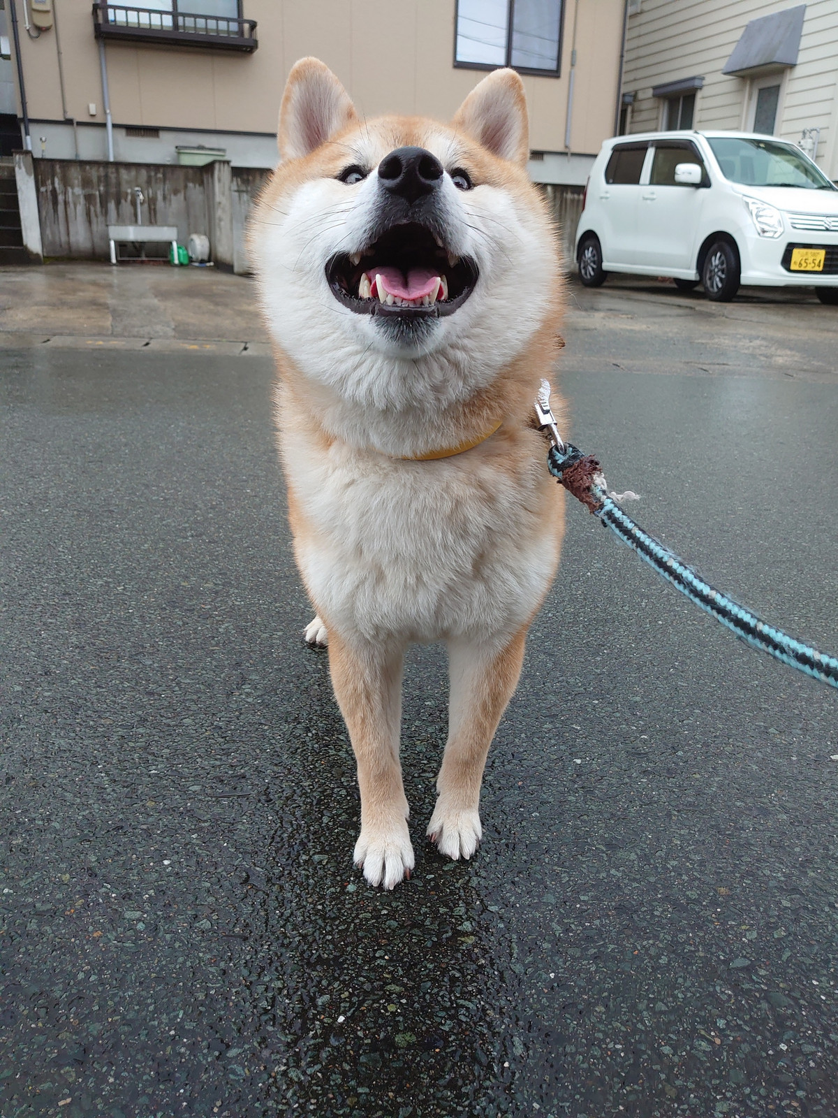 柴のまるちゃん お泊まりの様子