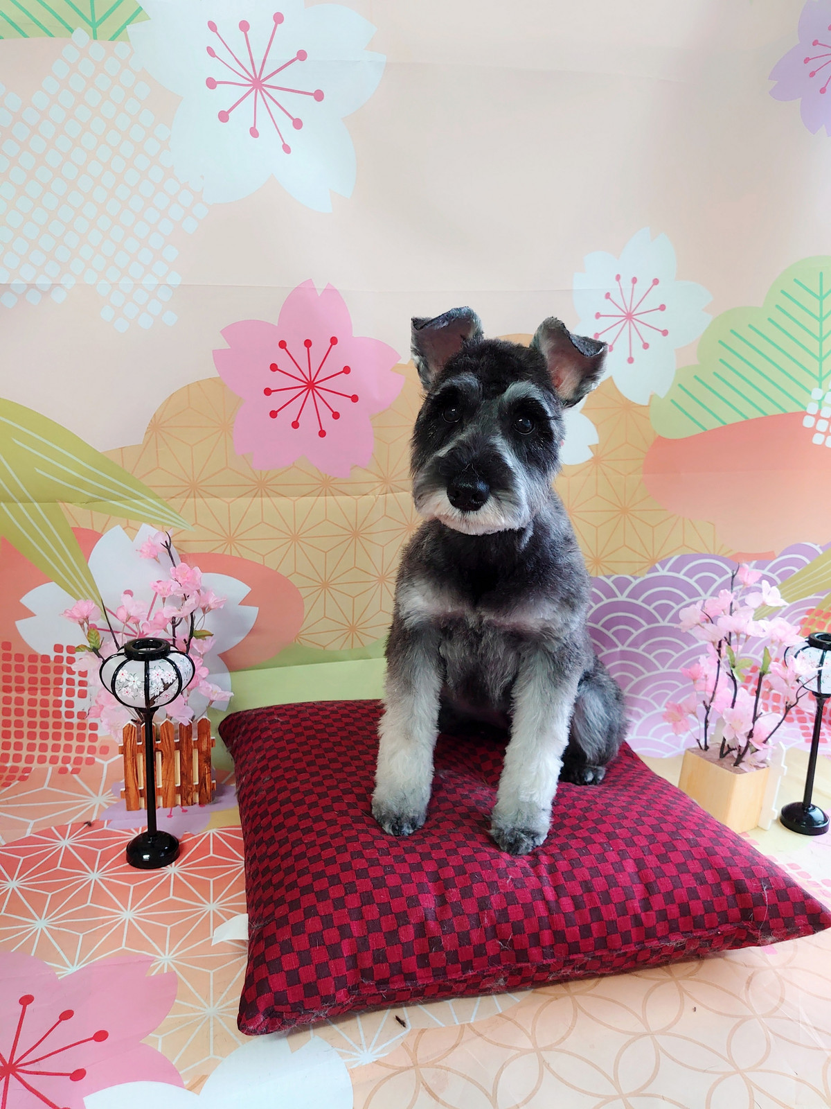 シュナウザーの結ちゃん トリミングコース