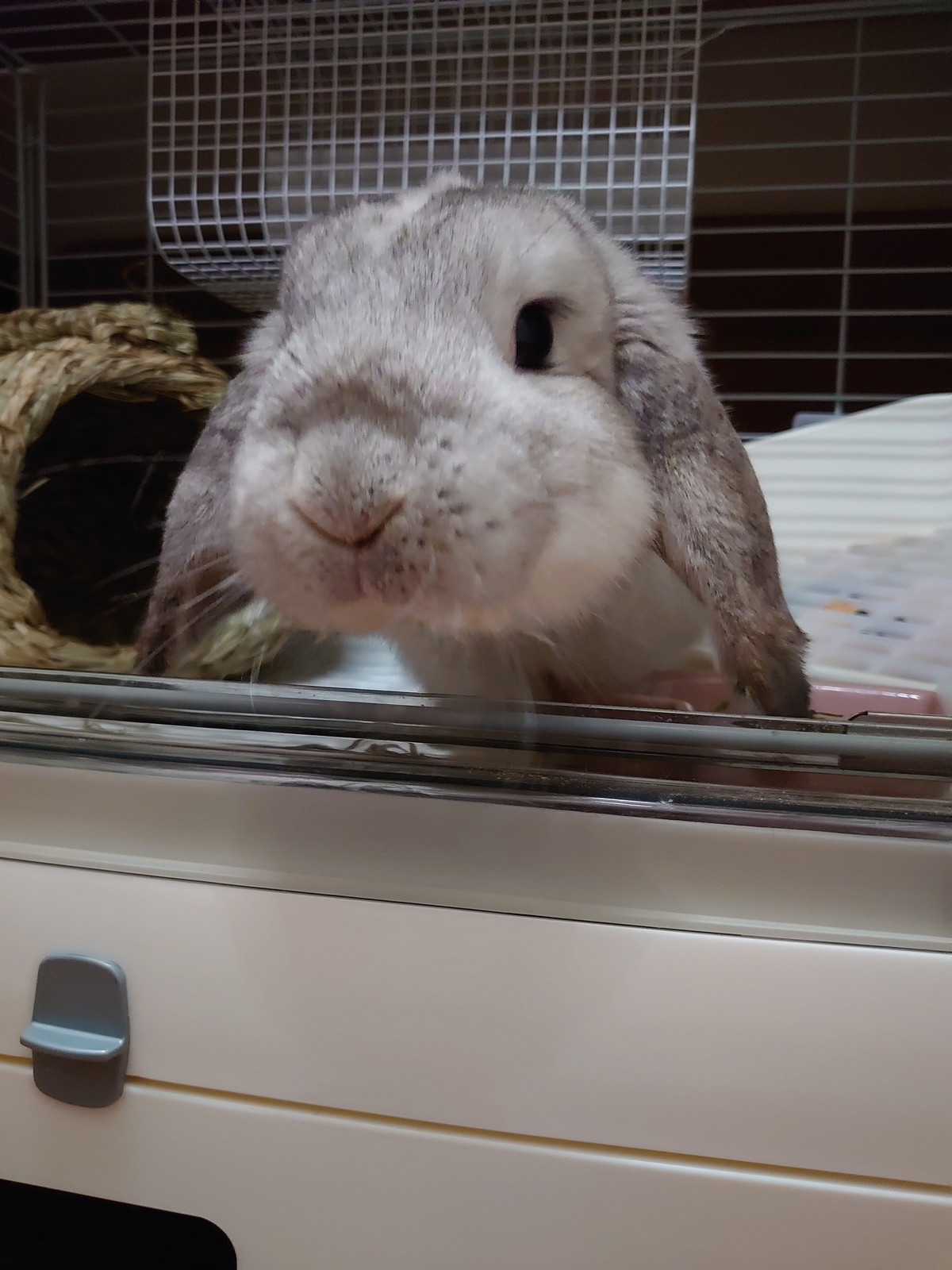 ロップイヤーのふくちゃん お泊まりの様子