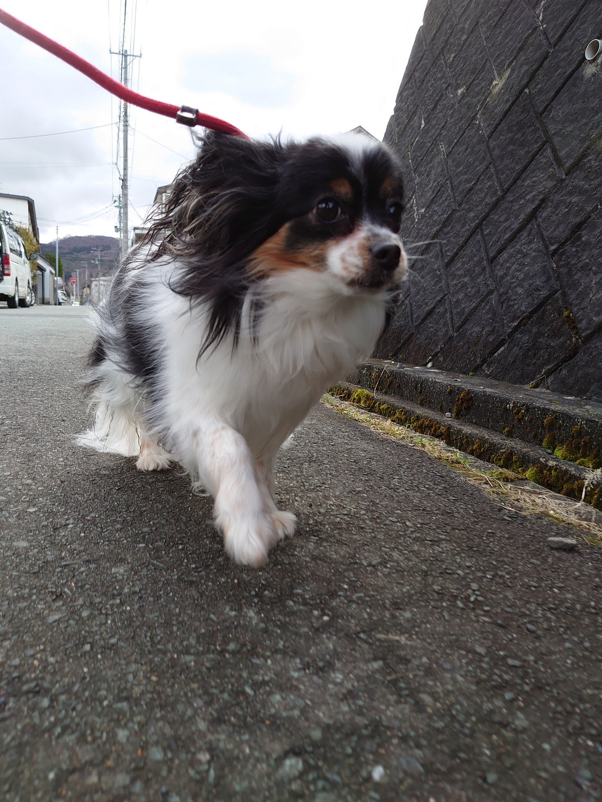 パピヨンのアニーちゃん お泊まりの様子