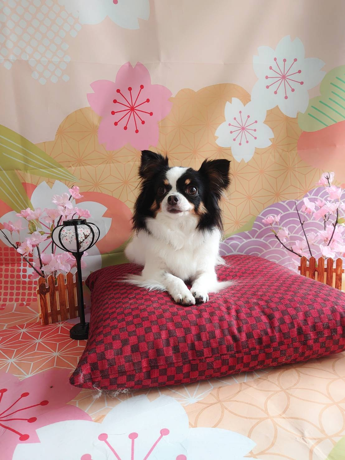 チワワのはなちゃん グルーミングコース 炭酸泉