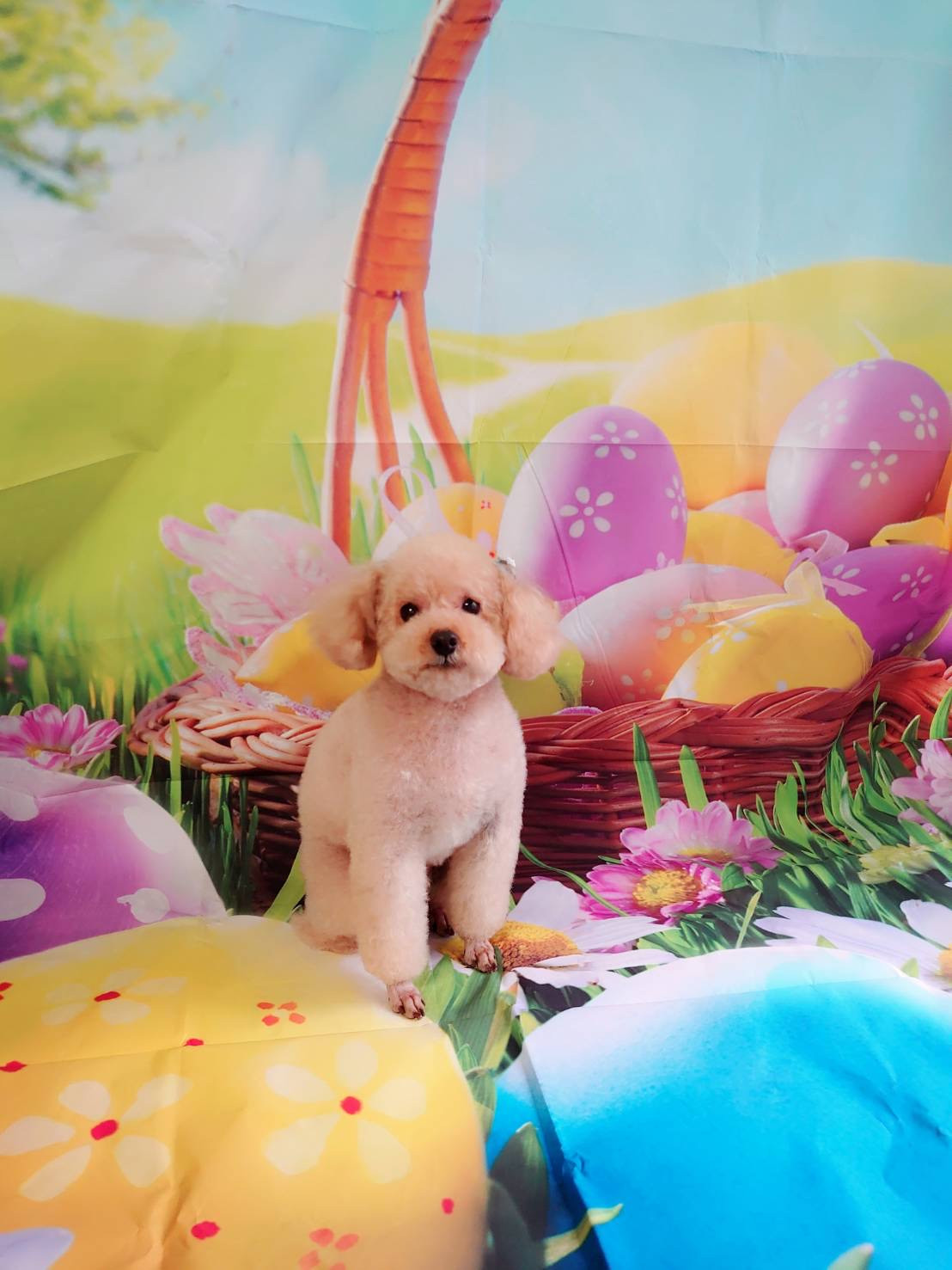 プードルのティムちゃん トリミングコ ース