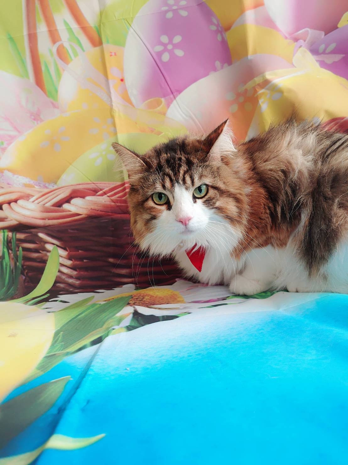 ノルウェージャンフォレストキャットのミニョンちゃん お爪切り