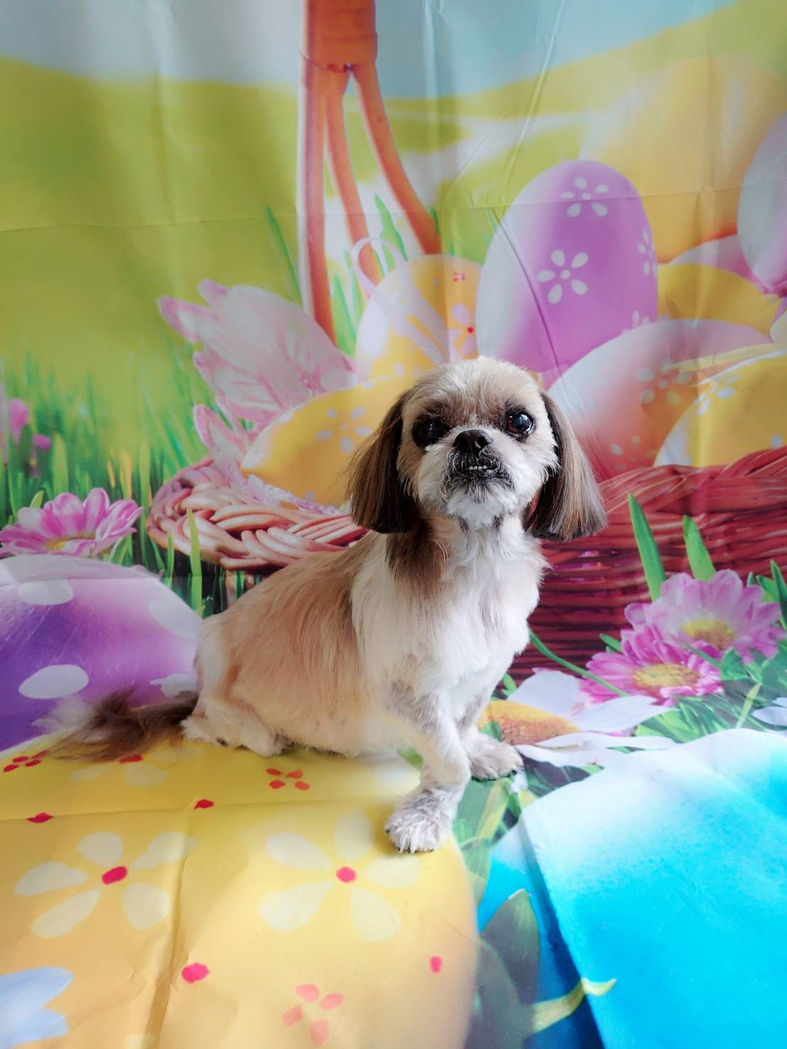 シーズーのクーちゃん トリミングコース