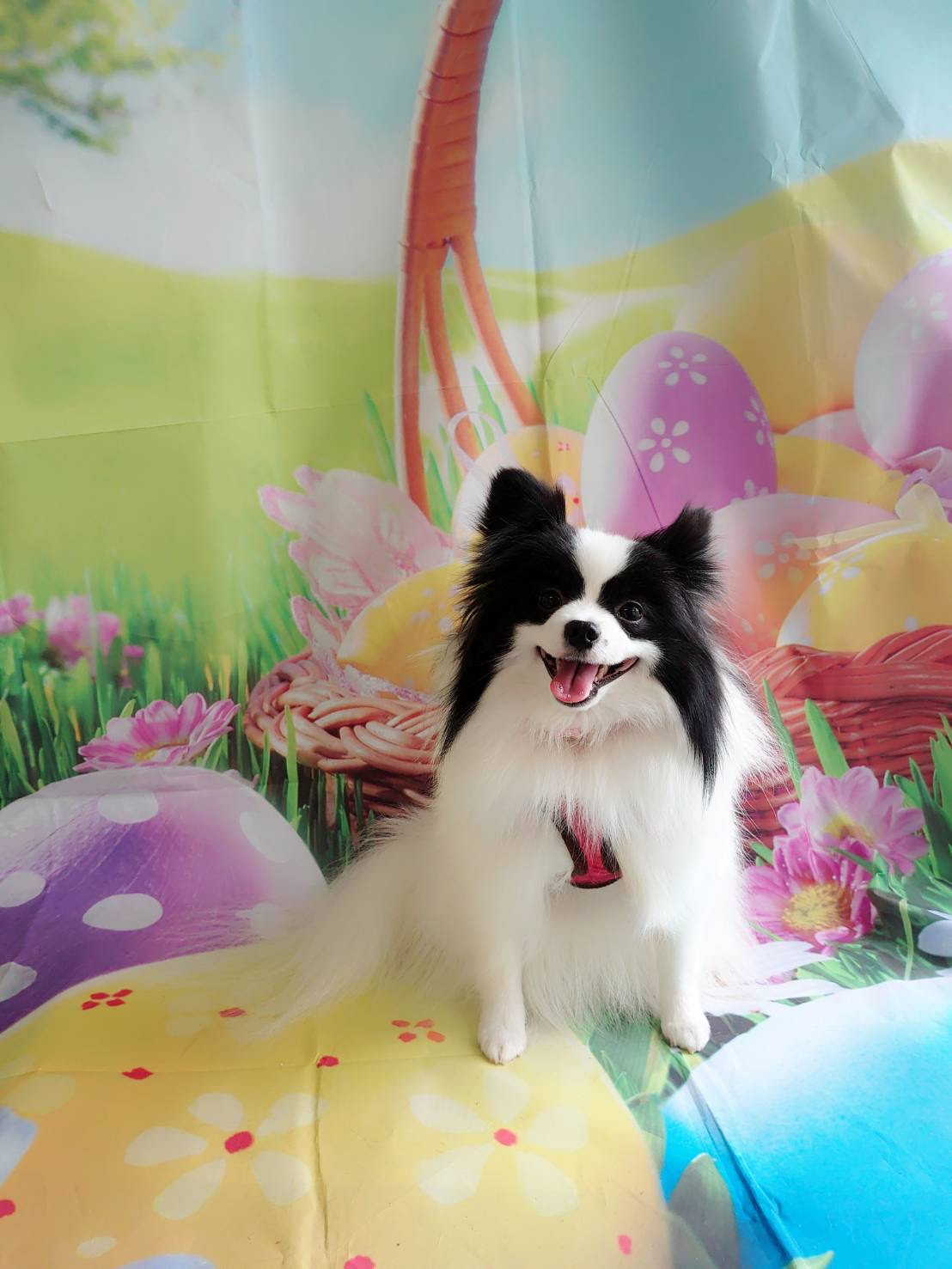 パピヨン×ポメラニアンのステラちゃん グルーミングコース 部分カット